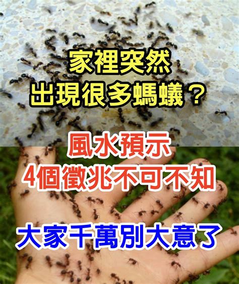 突然出現很多螞蟻|家裡突然出現很多螞蟻預示什麼？4個徵兆不可不知！。